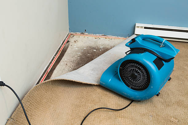 Best Local water damage restoration  in Blaine, TN